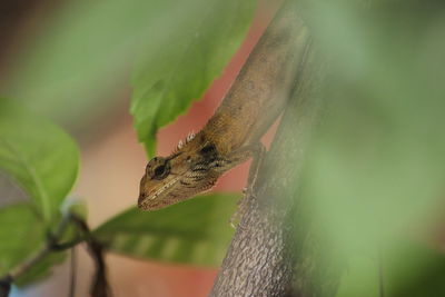 Close-up of a lizard on leaf