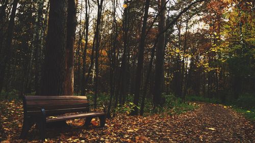 Trees in forest during autumn