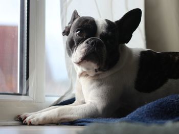 Close-up of dog relaxing at window sill