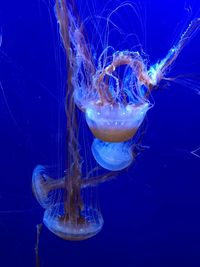 Close-up of jellyfish in water