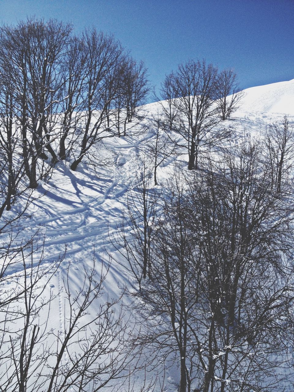 snow, winter, cold temperature, bare tree, season, tree, tranquility, tranquil scene, weather, beauty in nature, scenics, frozen, covering, nature, branch, clear sky, sky, white color, landscape, mountain