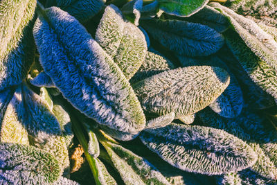 Full frame shot of leaves