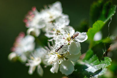 Close-up of insect on white flower