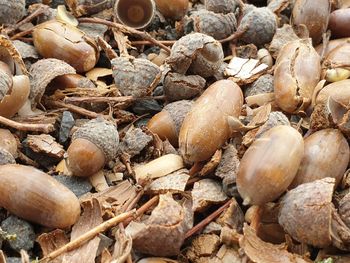 High angle view of shells