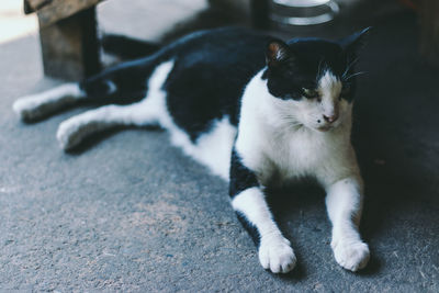 Portrait of cat relaxing on floor
