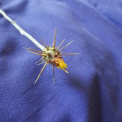 Close-up of insect on purple flower