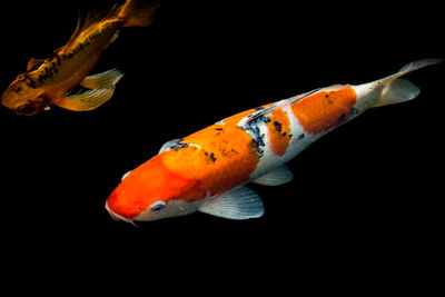 Close-up of fish swimming in sea