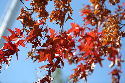 Low angle view of maple tree against sky