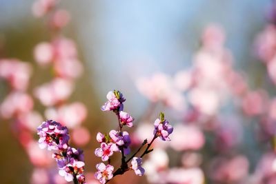 Close-up of pink cherry blossoms