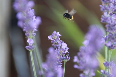 Close-up of bee pollinating on purple flowers