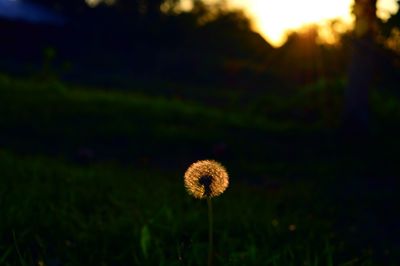 Close-up of flower growing in field at night
