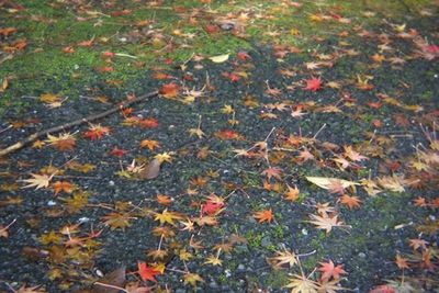 Leaves on field during autumn