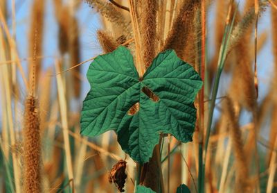 Close-up of crops growing on field