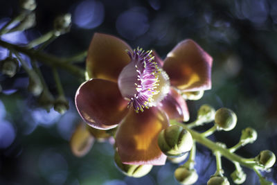 Close-up of purple flower