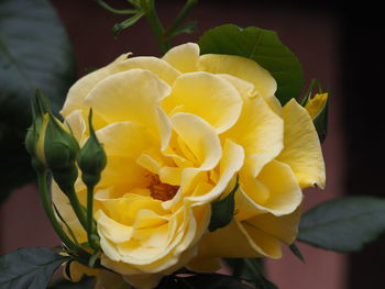 Close-up of yellow rose