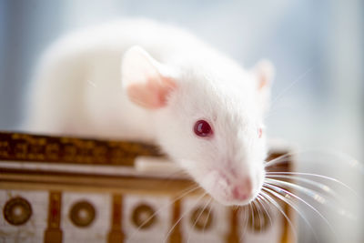 White rat with red eyes