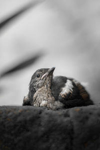 Bird sitting on moss covered rock