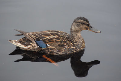 Marlland female duck