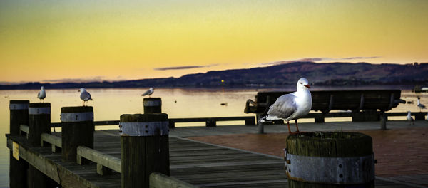 Seagull perching on wooden post against sky during sunset