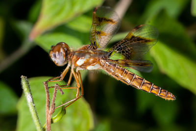 Close-up of insect on plant