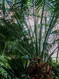 Close-up of palm trees in forest
