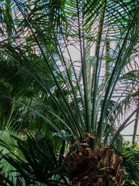 Close-up of palm trees in forest