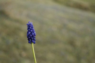 Close-up of purple flowers against blue sky