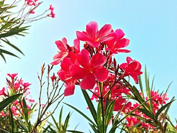 Low angle view of pink flowers