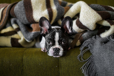 Portrait of french bulldog relaxing on sofa at home