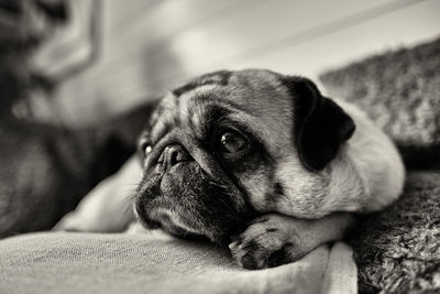 Pug lying on carpet