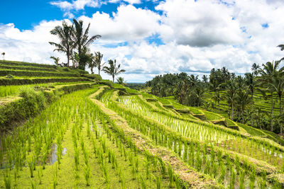 Scenic view of agricultural field against sky