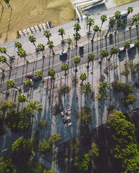 High angle view of trees by plants