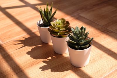 High angle view of potted plant on table