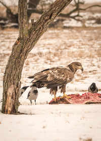 Common buzzard on meat by gray crows on snow covered field
