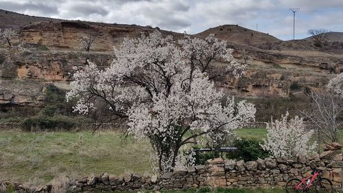 View of cherry blossom tree in mountains