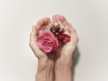 Close-up of hand holding rose over white background