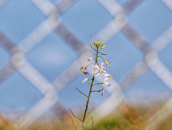 Low angle view of flowering plant