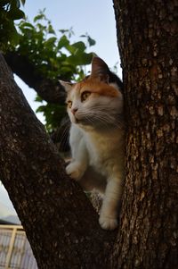 View of a cat on tree trunk