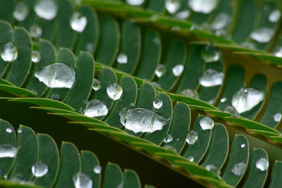 Close-up of raindrops on leaves