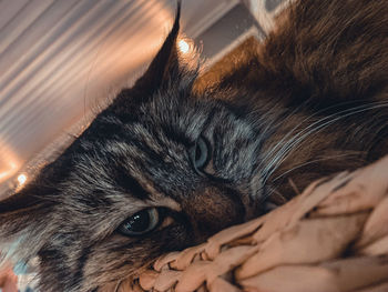 Close-up portrait of a cat at home