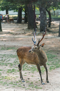 Deer in a field