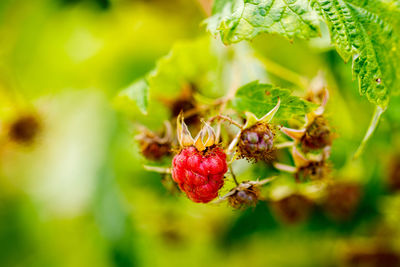 Close-up of strawberry growing on plant