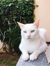 Close-up portrait of cat sitting outdoors