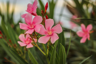 Close-up of pink flowering plant