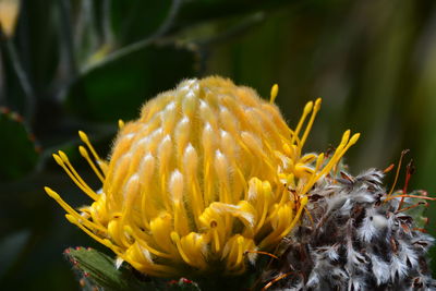 Close-up of yellow flowering plant