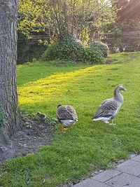 Ducks on grass