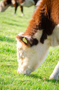 View of a horse on field