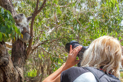 Rear view of woman photographing koala using camera in forest