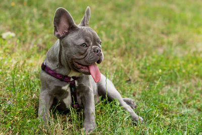 Dog sticking out tongue while sitting on grassy field