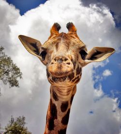 Close-up portrait of giraffe against sky